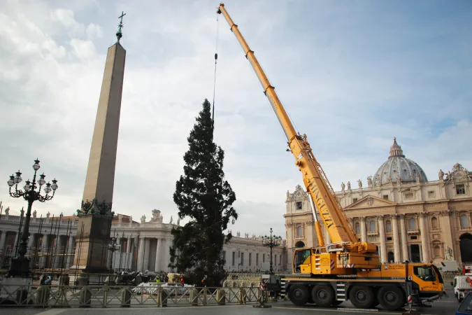 Albero di Natale in piazza San Pietro | L'albero di Natale in piazza San Pietro  | Lucia Ballestrer / ACI Group