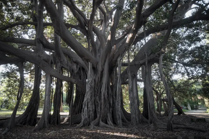 Settimana dell'albero |  | Chiesa di Milano