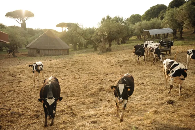 Alcune immagini delle Ville e delle Fattorie di Castelgandolfo |  | www.vaticanstate.va