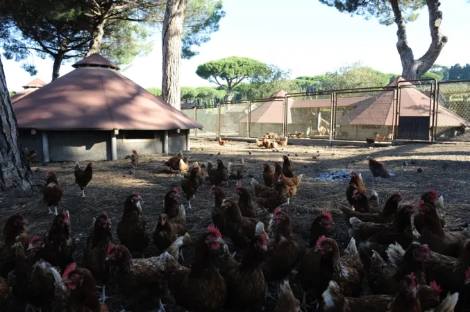 Alcune immagini delle Ville e delle Fattorie di Castelgandolfo |  | www.vaticanstate.va