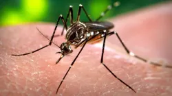 La zanzara Aedes Aegypti, portratrici del virus Zika / Creative Commons