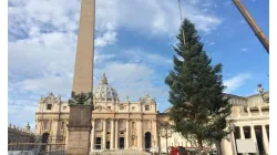 Il posizionamento dell'Abete in Piazza San Pietro / Radio Vaticana