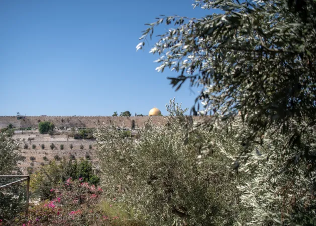 La raccolta degli ulivi al Getsemani  |  | Custodia di Terra Santa 