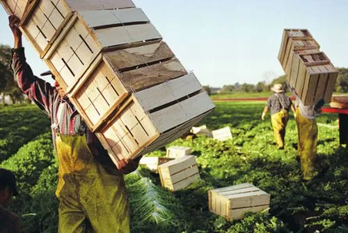 lavoratori agricoli |  | 