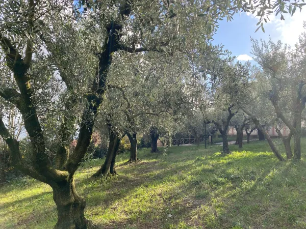 Giardino Ulivo |  | Arcidiocesi Perugia